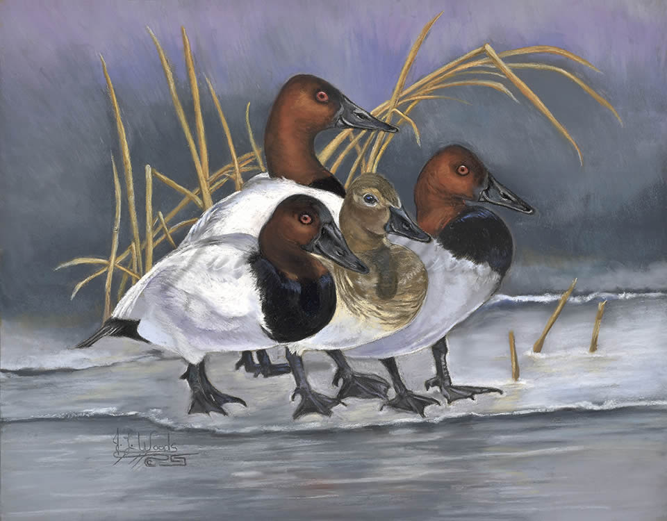 Canvasback Ducks Prints   CanvasbackDucks 